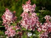 Alyva smulkialapė ,Superba' (lot. Syringa microphylla) Alyva smulkialapė ,Superba' (lot. Syringa microphylla)